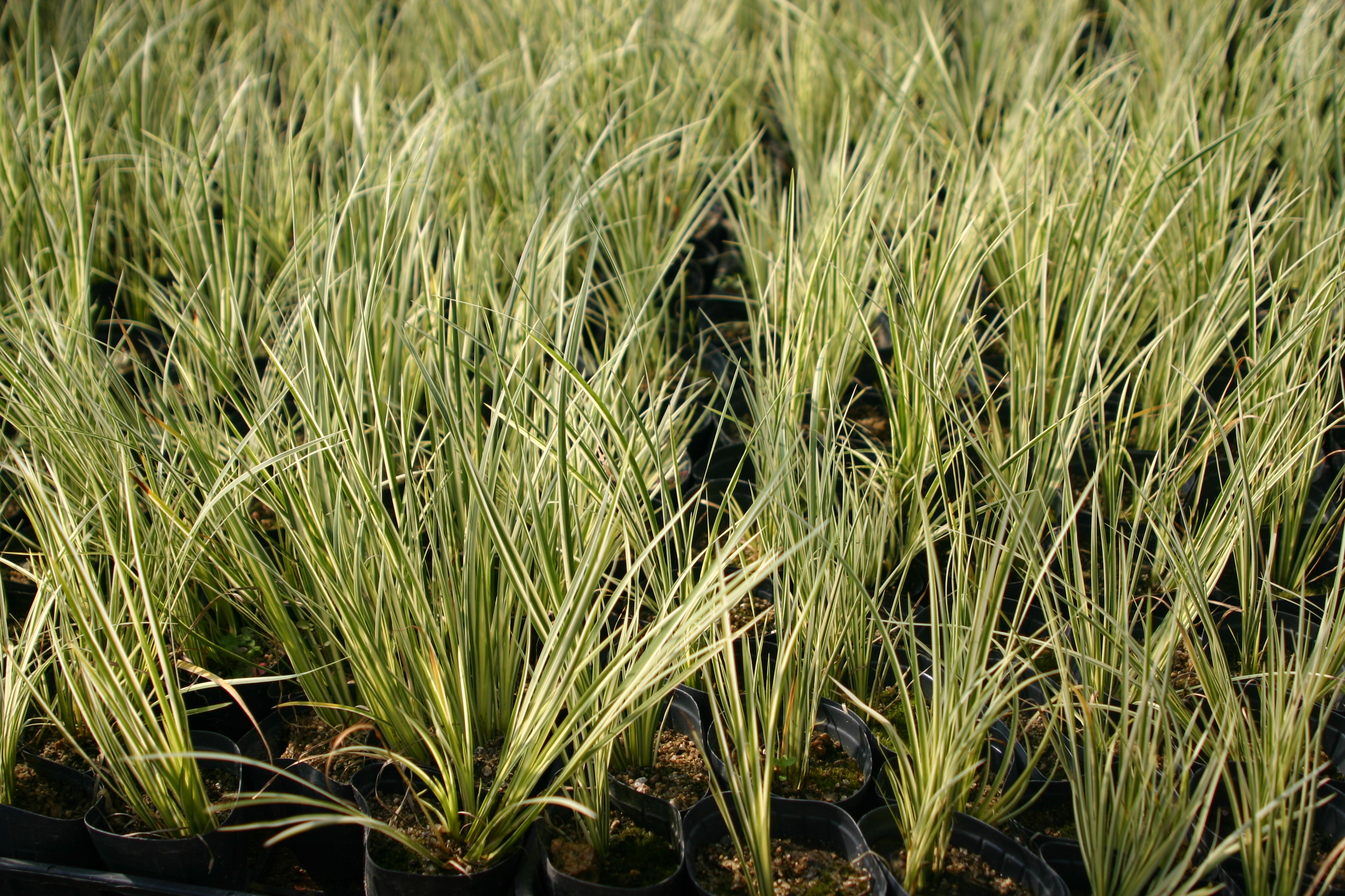 Acorus gramineus 'Ogon'